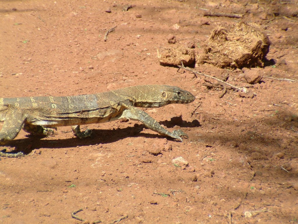 09-Monitor lizard.jpg - Monitor lizard